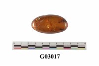 藏品(琥珀)的圖片